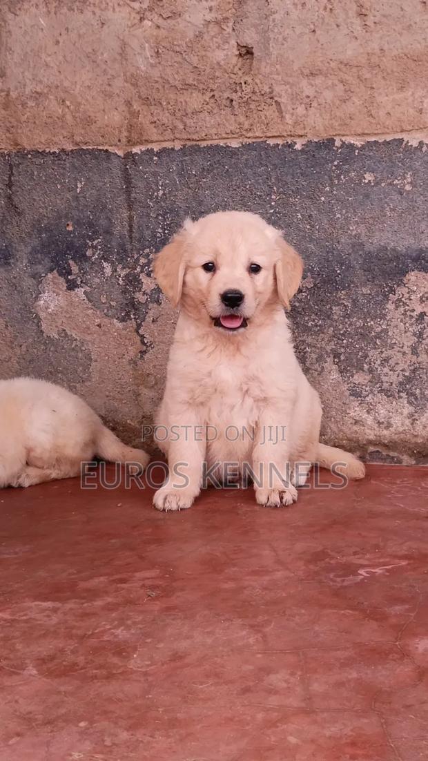 1-3 months Male Purebred Golden Retriever - thumbnail 8