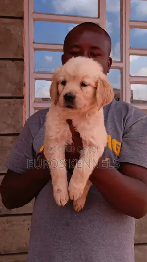 1-3 months Female Purebred Golden Retriever