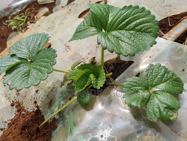 Strawberry Seedlings - main view