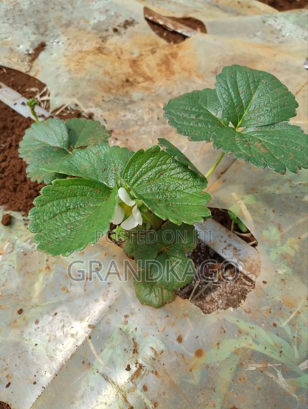Strawberry Seedlings - thumbnail 3
