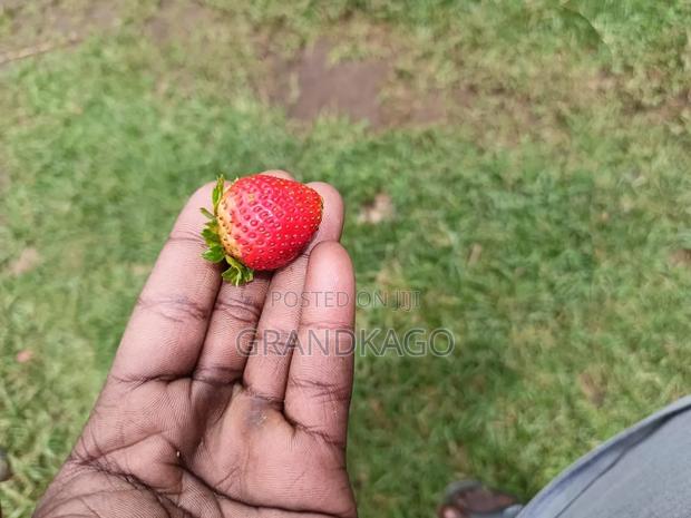Strawberry Seedlings - thumbnail 4