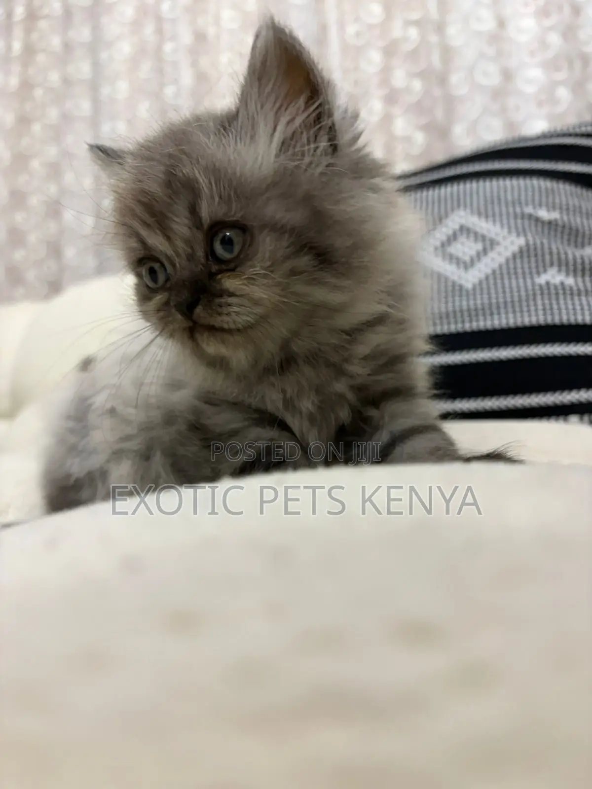 1-3 months Male Purebred Persian