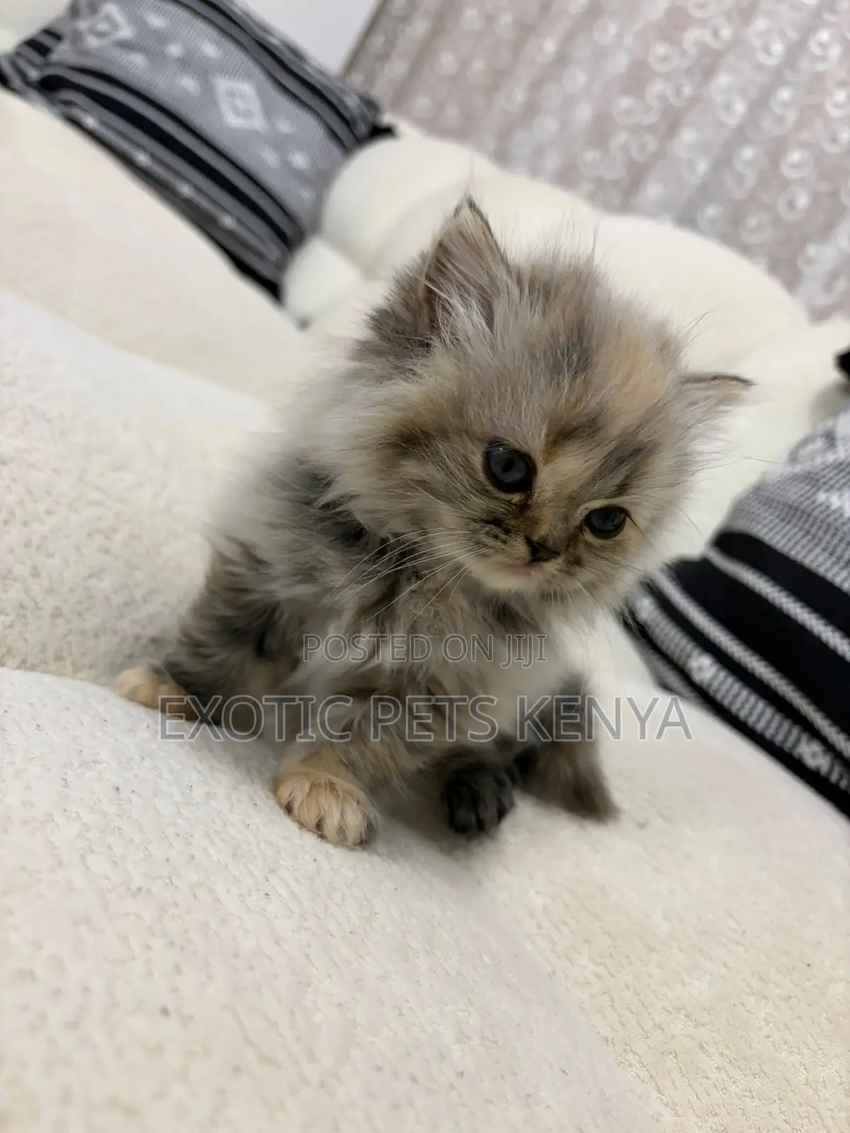 1-3 months Male Purebred Persian