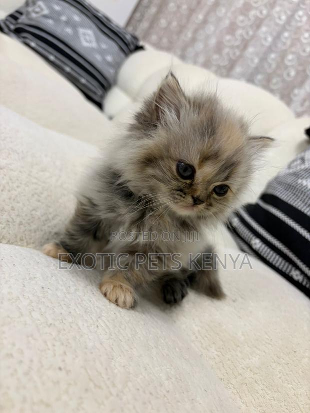 1-3 months Male Purebred Persian