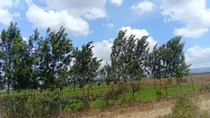 3-Acre Goldmine in Kinanie Kwamboo Area – Kshs. 2.1m Per Acre Only!