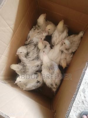 Brahmas Chicken - thumbnail 2