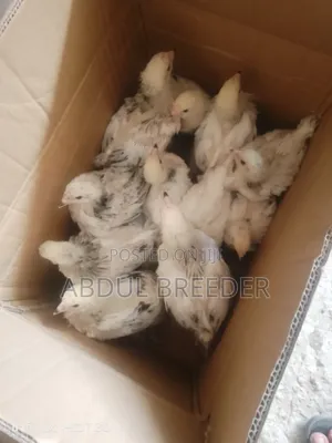 Brahmas Chicken