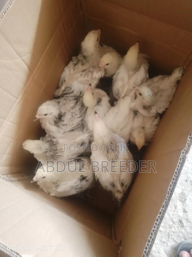 Brahmas Chicken - main view