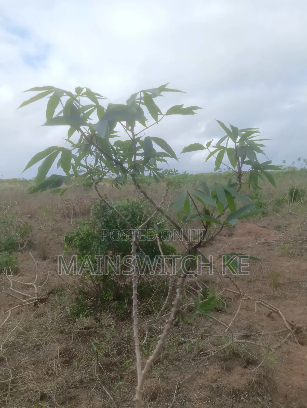Prime 40-Acres Block