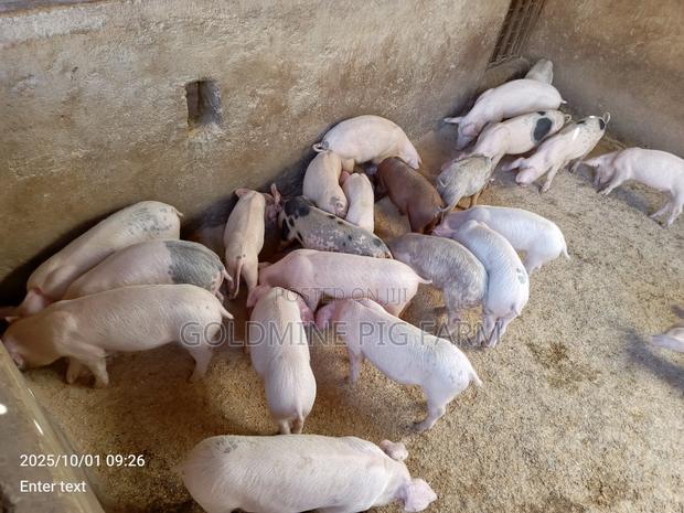 Quality Breeding Pigs
