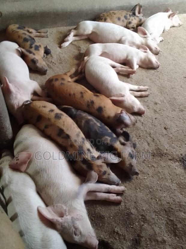 Quality Breeding Pigs - thumbnail 4