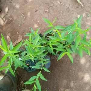 Grafted Golden Peach