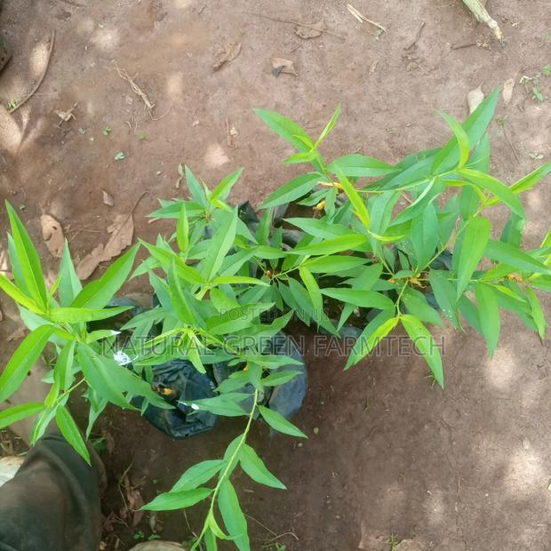 Grafted Golden Peach