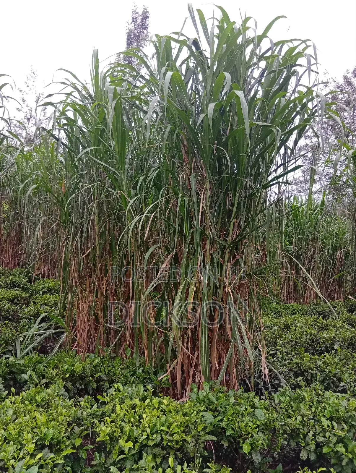 Juncao Chinese Magic Grass