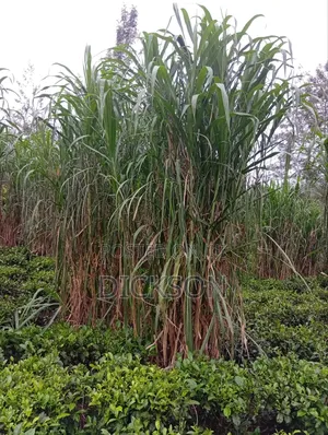 Juncao Chinese Magic Grass