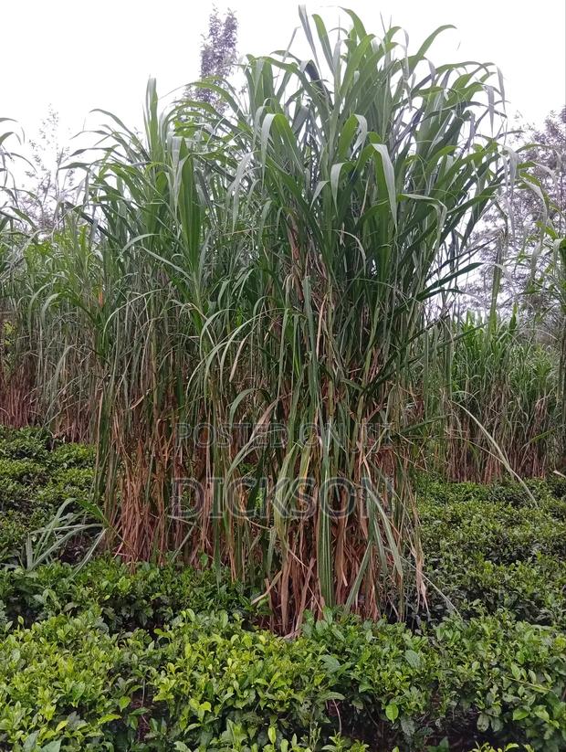Juncao Chinese Magic Grass
