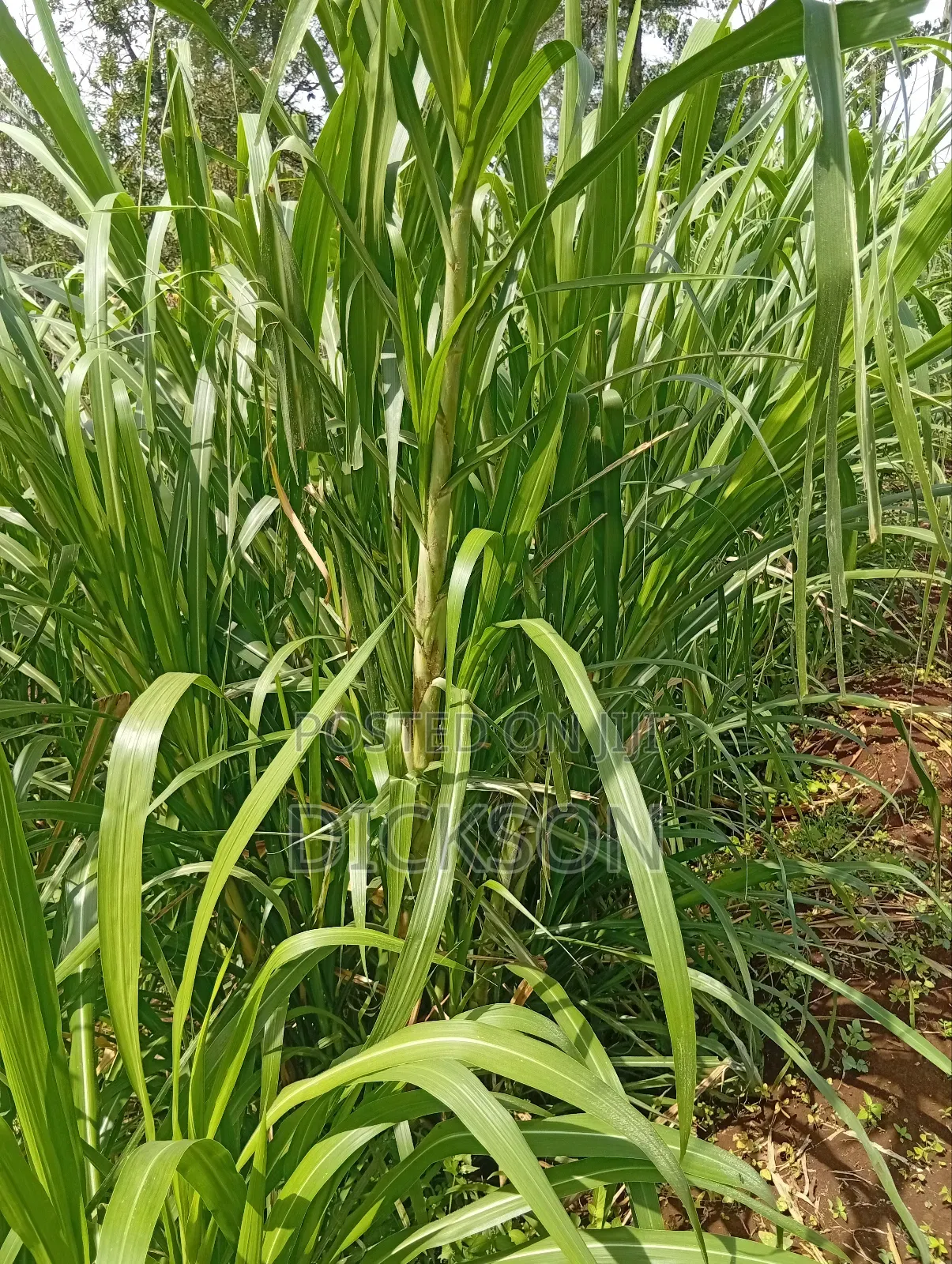 Juncao Chinese Magic Grass