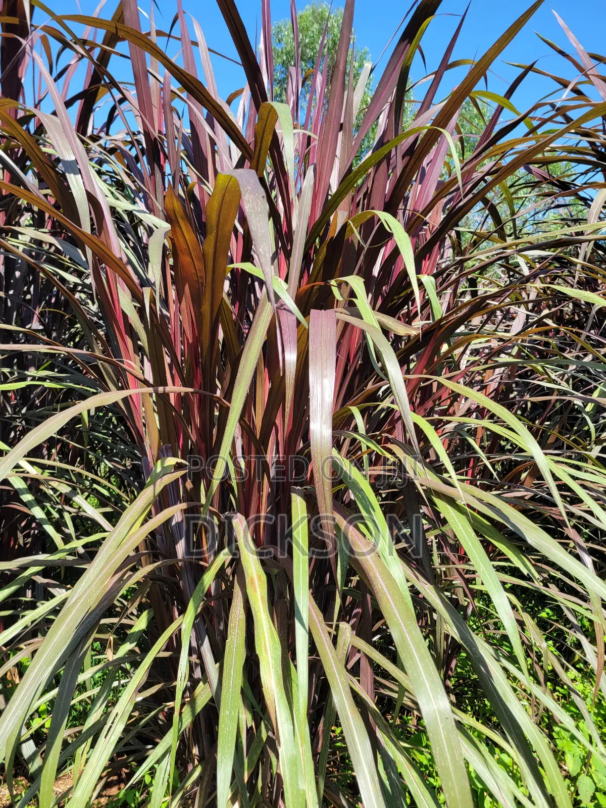 Juncao Chinese Magic Grass