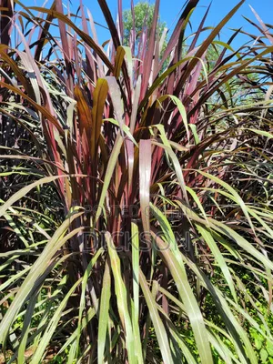 Juncao Chinese Magic Grass