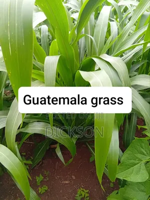Juncao Chinese Magic Grass