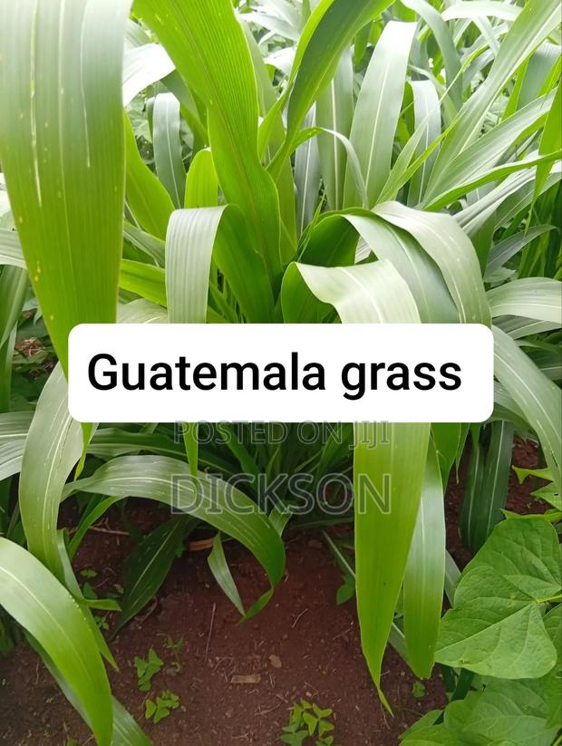 Juncao Chinese Magic Grass - thumbnail 4