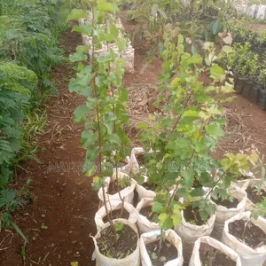 Grafted Apricot Fruit Seedlings
