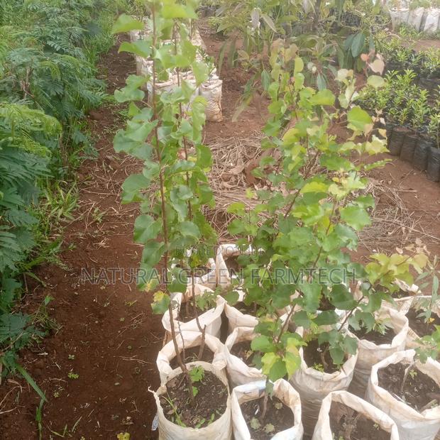 Grafted Apricot Fruit Seedlings - main view