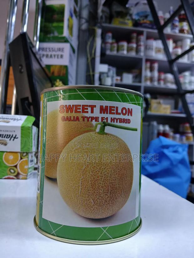 Sweet Melon Galia Type F1 Hybrid 250g