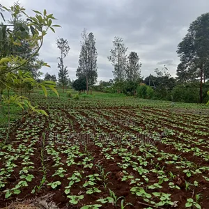 40x110ft Plots at Kenol Along Kagia Road in Muranga County
