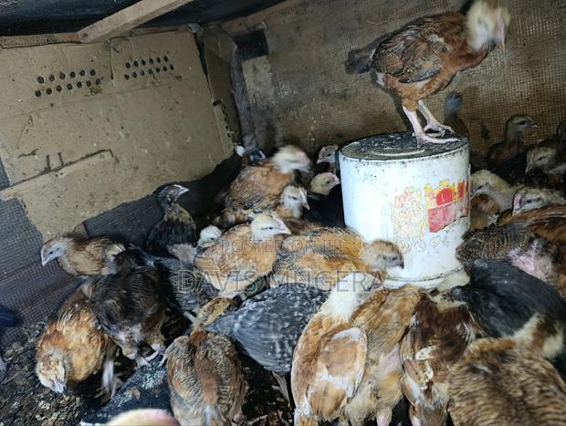 F1 Rainbow Roosters 5 Weeks Old Chicks