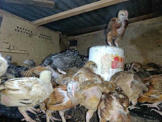 F1 Rainbow Roosters 5 Weeks Old Chicks - thumbnail 2