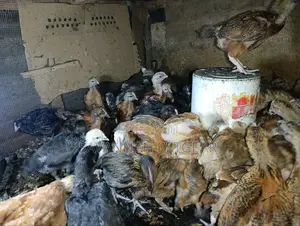 F1 Rainbow Roosters 5 Weeks Old Chicks