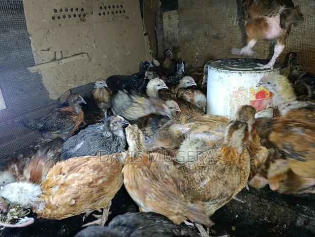 F1 Rainbow Roosters 5 Weeks Old Chicks - thumbnail 4