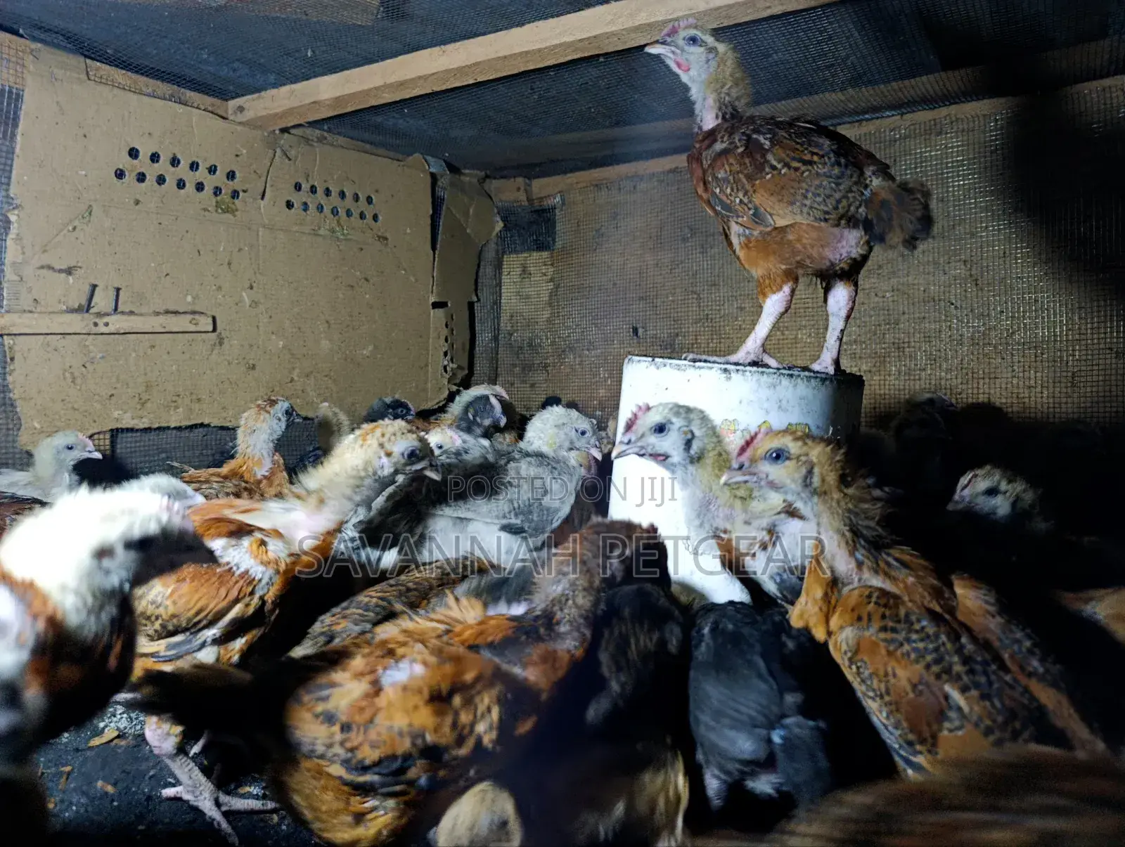F1 Rainbow Roosters 5 Weeks Old Chicks
