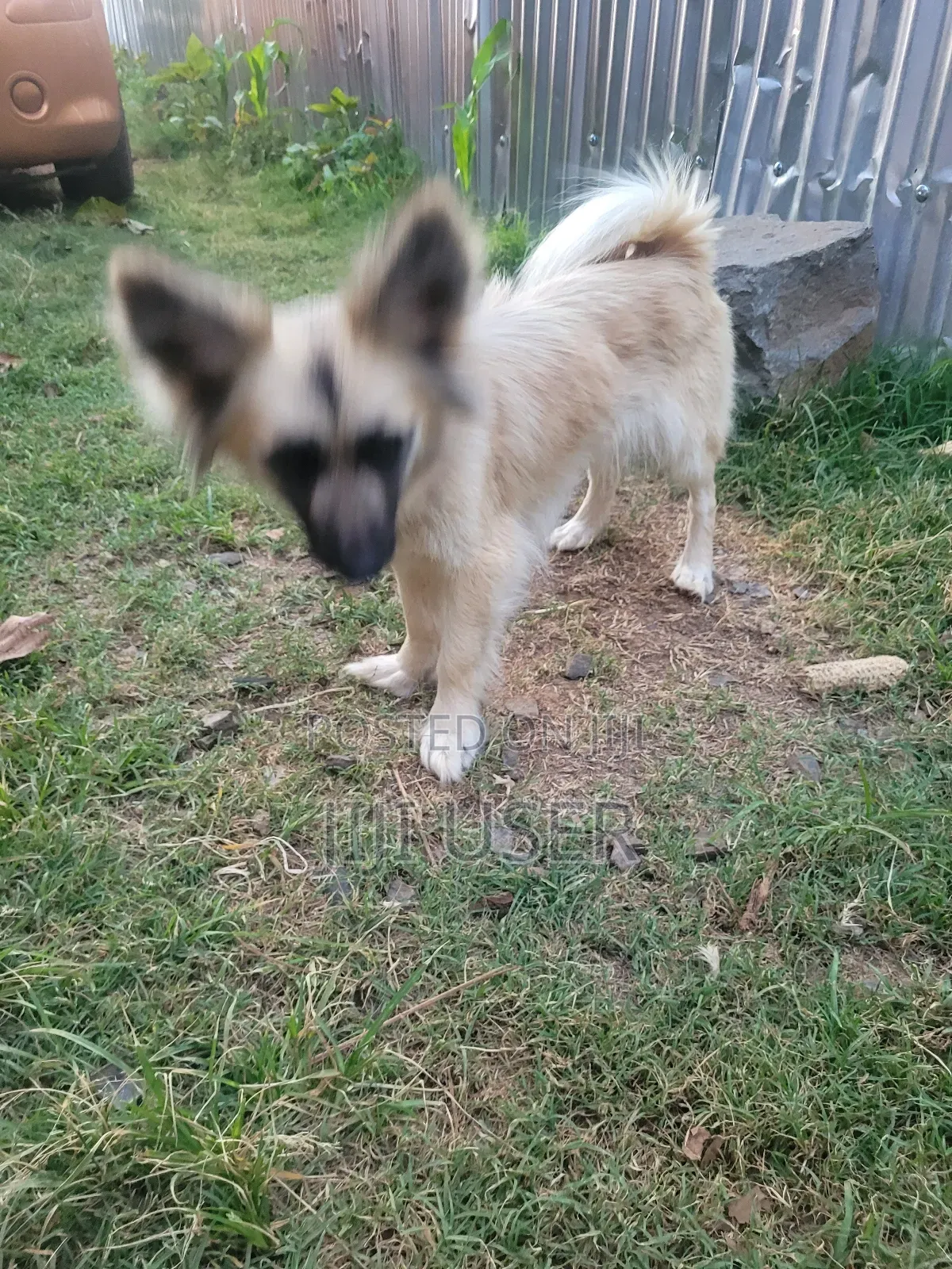6-12 months Female Mixed Breed Japanese Spitz