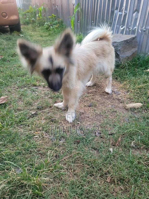 6-12 months Female Mixed Breed Japanese Spitz