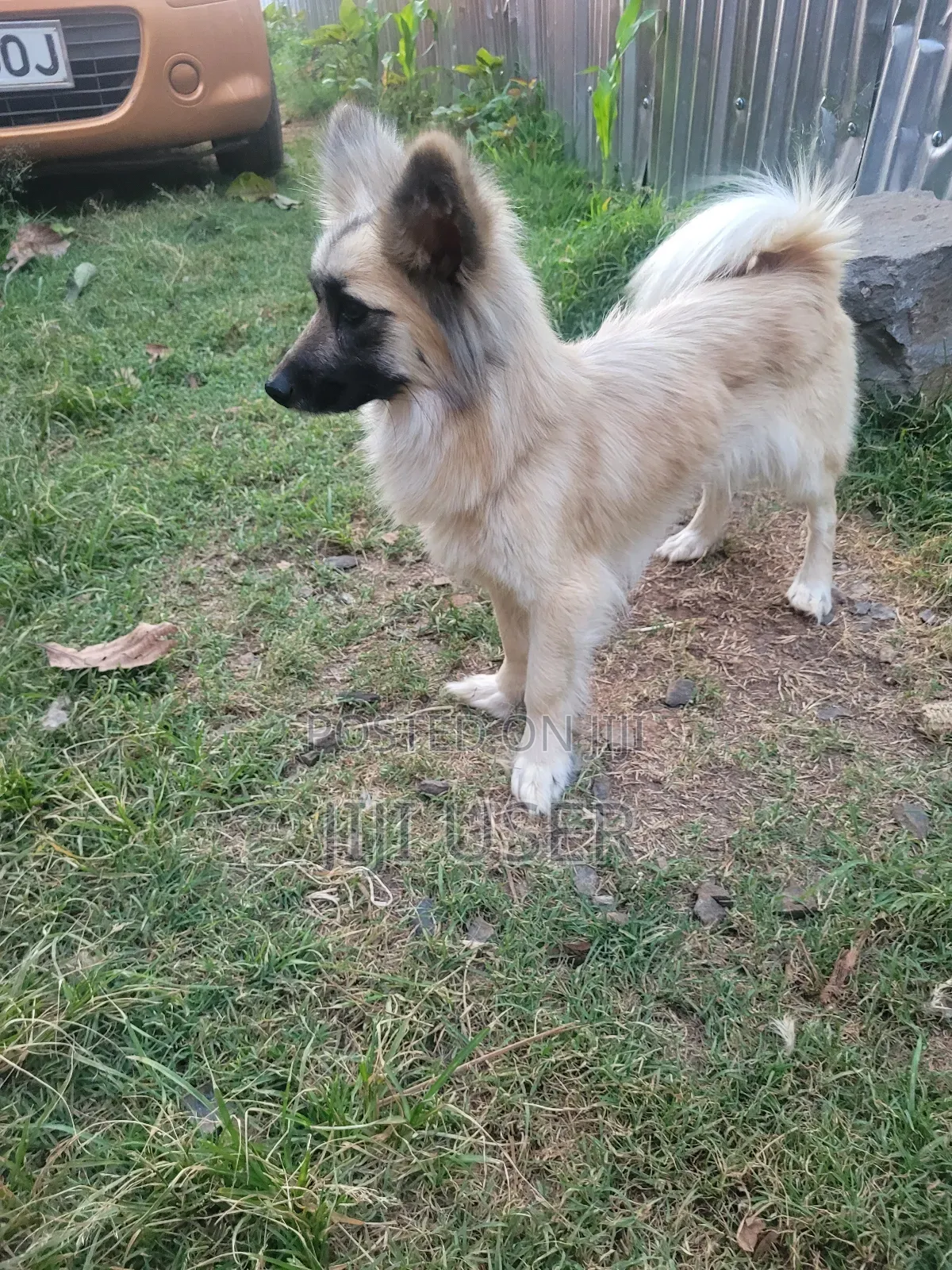 6-12 months Female Mixed Breed Japanese Spitz