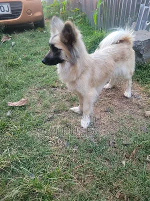 6-12 months Female Mixed Breed Japanese Spitz
