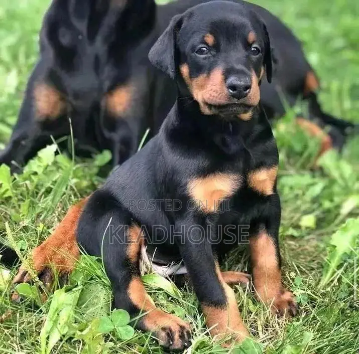 1-3 months Female Purebred Doberman Pinscher