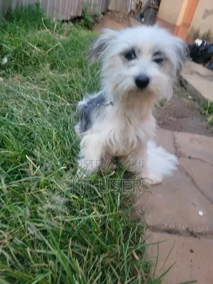 6-12 months Female Mixed Breed Japanese Spitz
