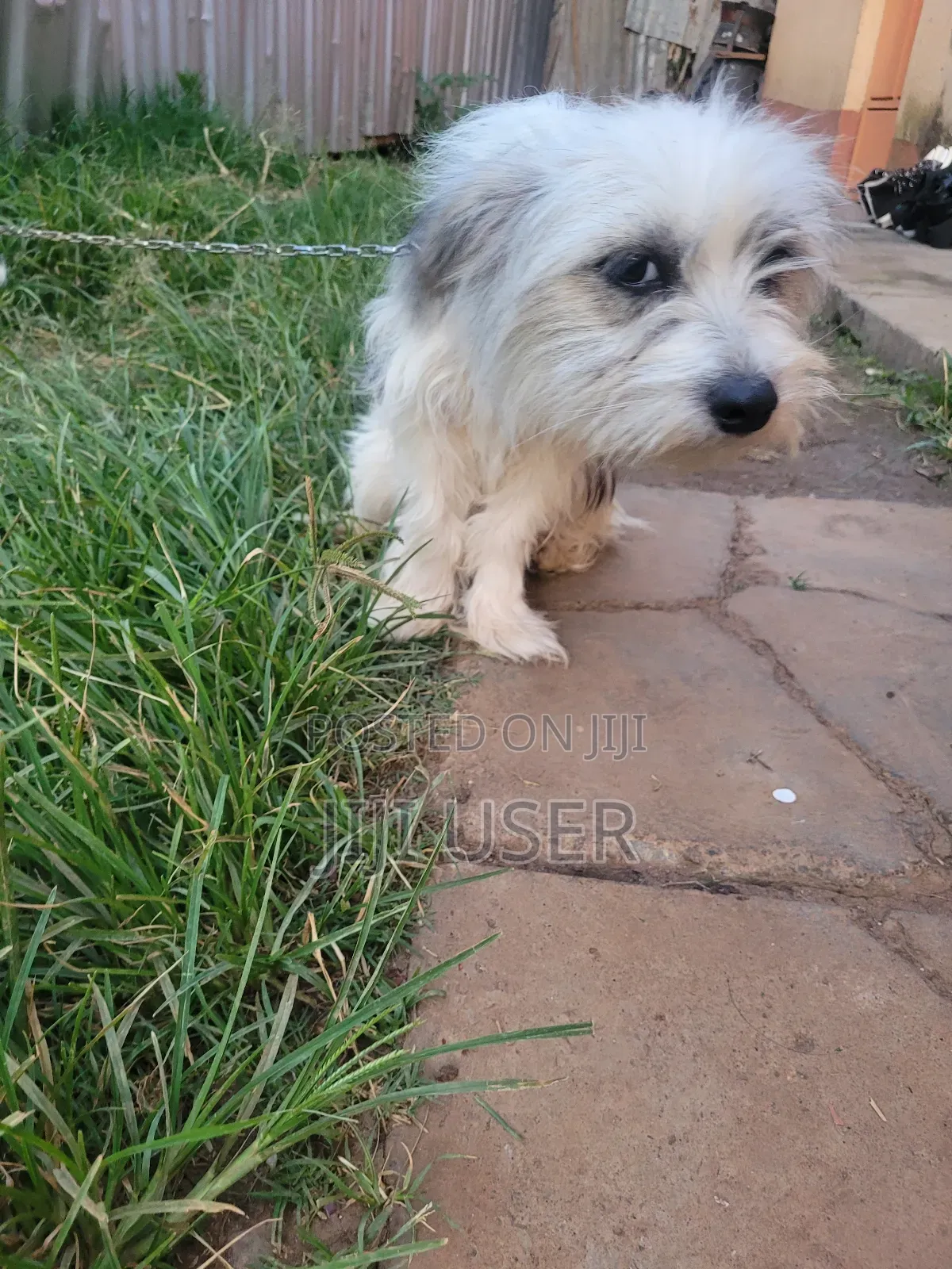 6-12 months Female Mixed Breed Japanese Spitz