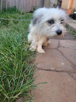 6-12 months Female Mixed Breed Japanese Spitz
