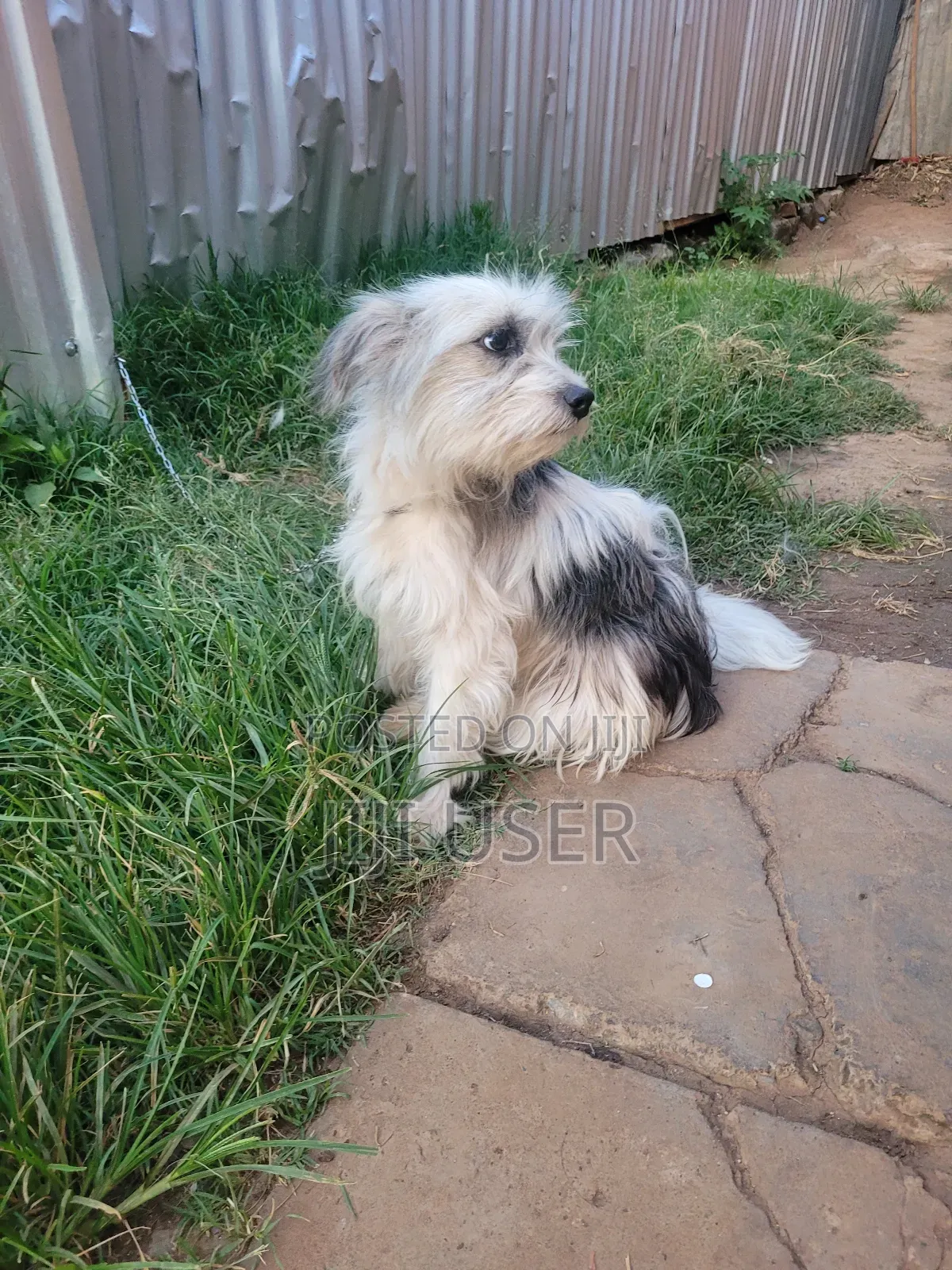 6-12 months Female Mixed Breed Japanese Spitz