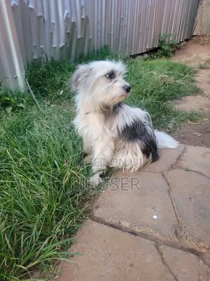 6-12 months Female Mixed Breed Japanese Spitz