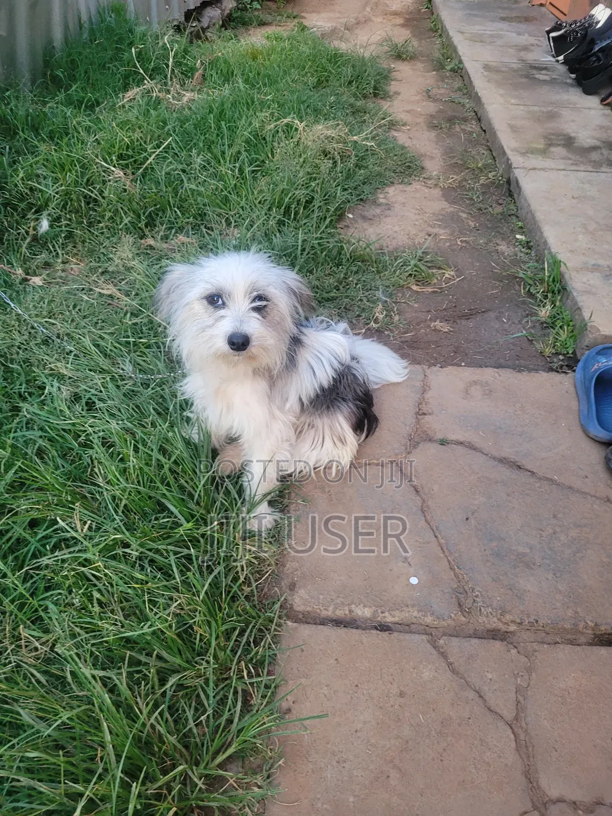 6-12 months Female Mixed Breed Japanese Spitz