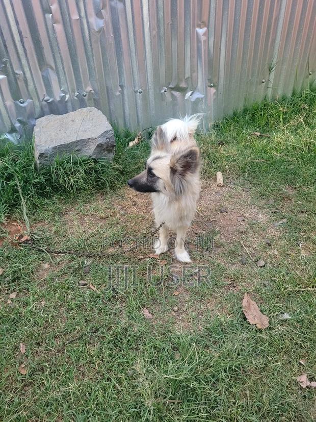 6-12 months Female Mixed Breed Japanese Spitz - thumbnail 8