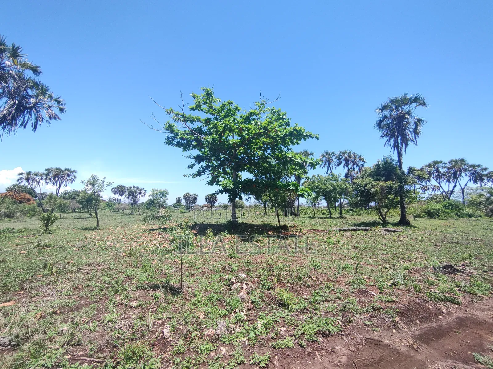 Development Opportunity in Diani