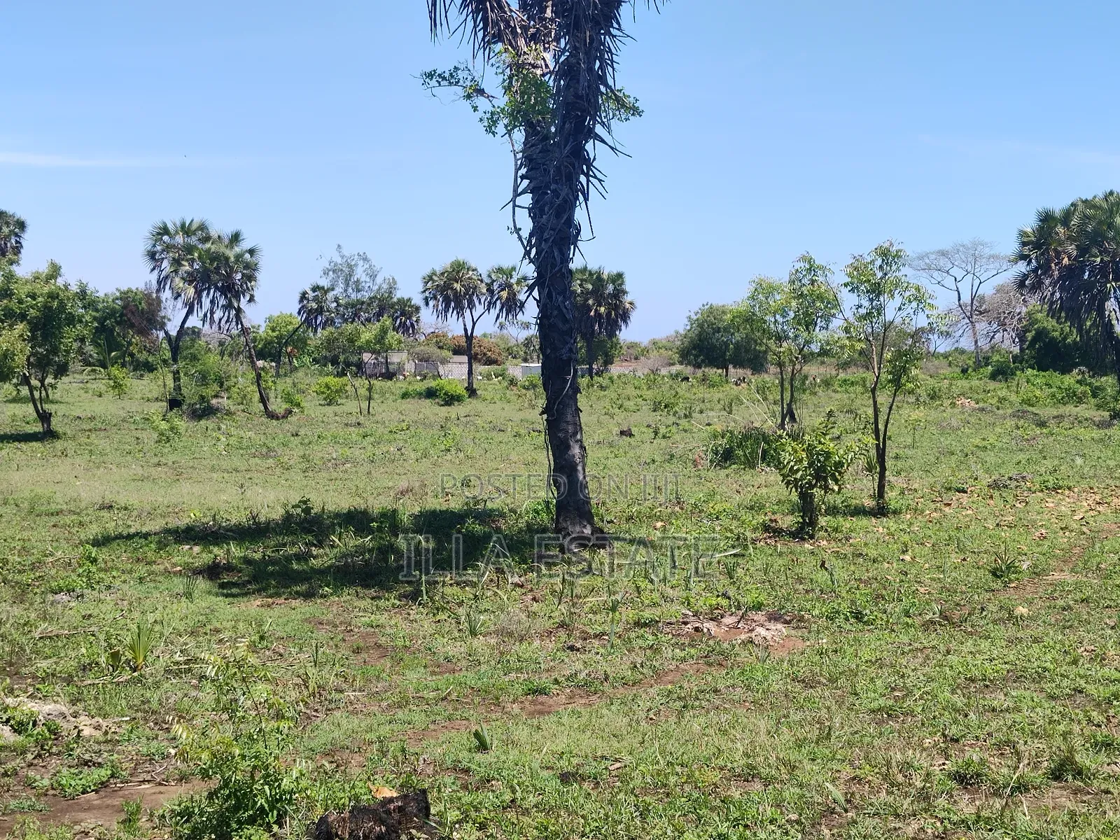 Development Opportunity in Diani