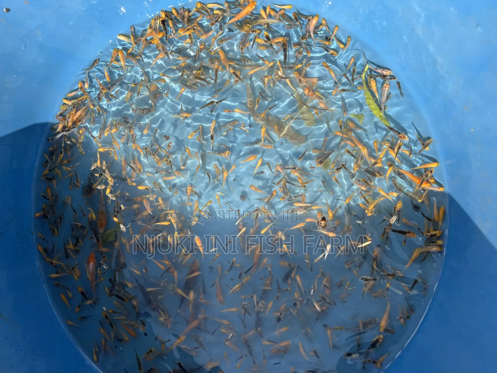 Fingerlings Ornamental Fish