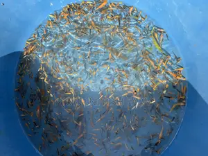 Fingerlings Ornamental Fish